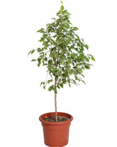 فيكس بنجامينا أخضر